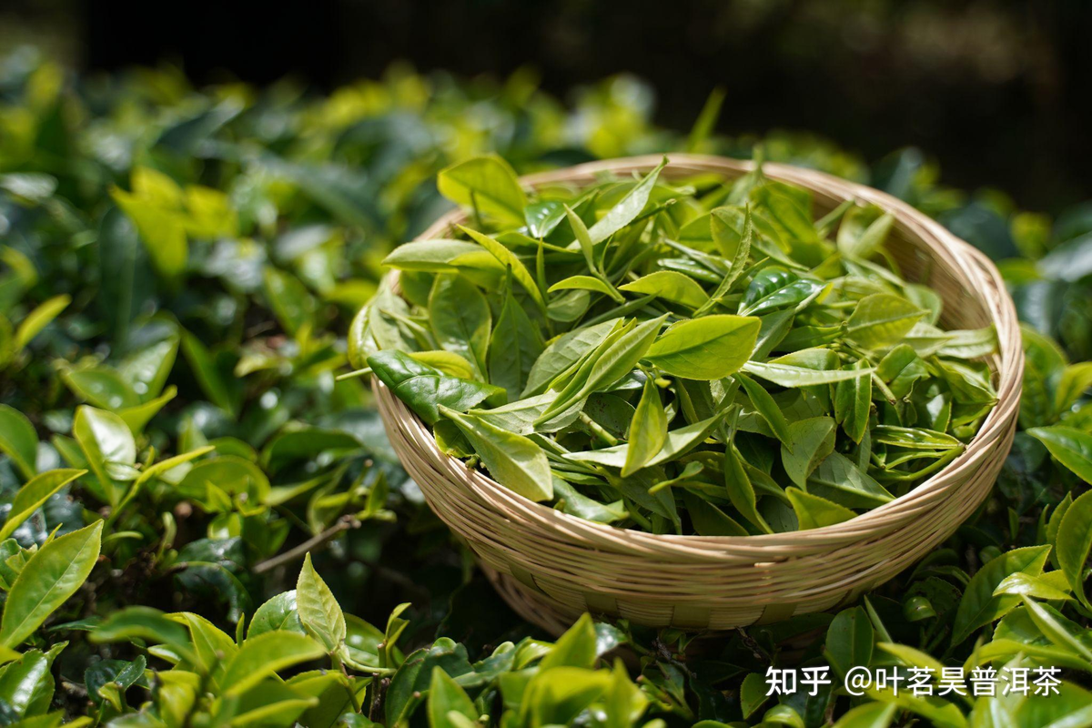 Shu pu-erh